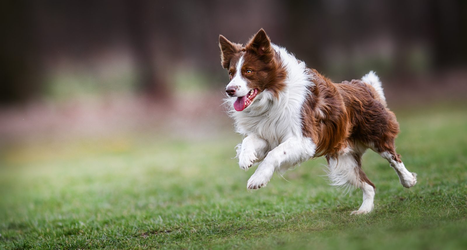 Brown and white border collie running across a grassy field