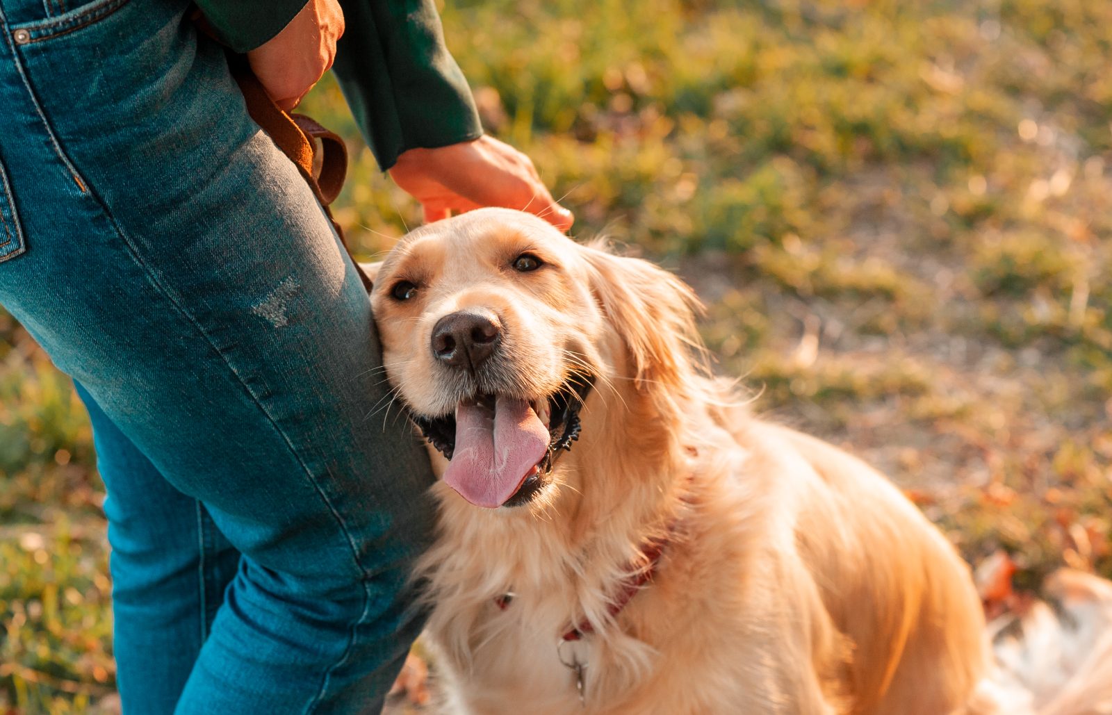 Golden retriever beside its owner