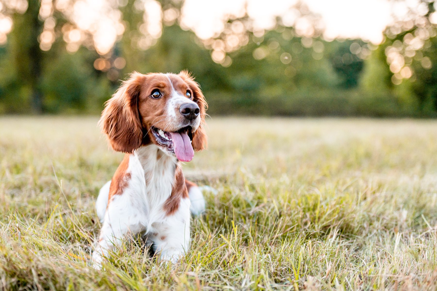 Welsh springer spaniel sitting in a field at sunset