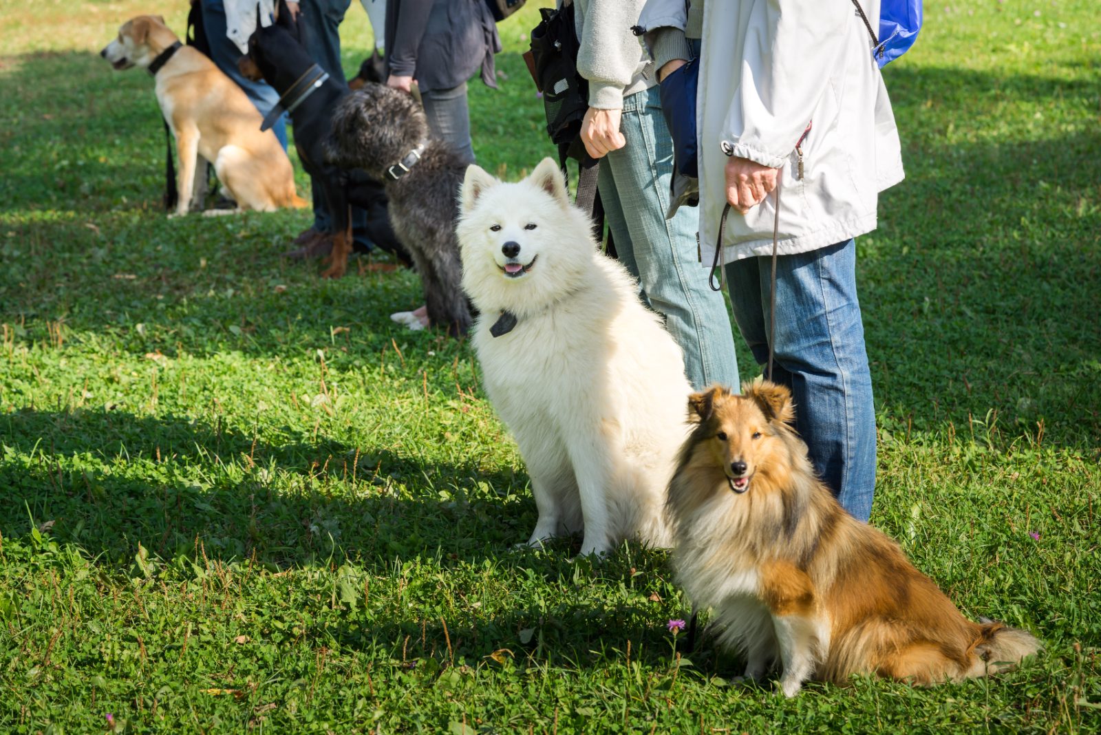 Dogs in a group training class